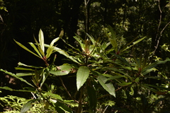 Anopterus macleayanus