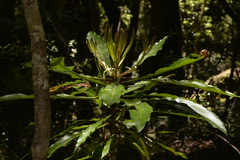 Anopterus macleayanus