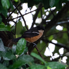 Laniarius ferrugineus