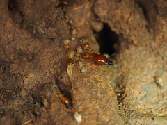 Macrotermes gilvus