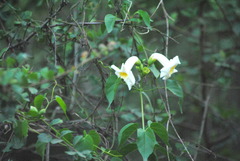 Amphilophium carolinae