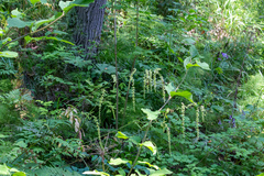 Actaea cimicifuga