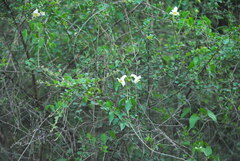 Amphilophium carolinae