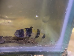 Brachygobius sabanus