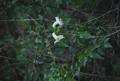 Amphilophium carolinae