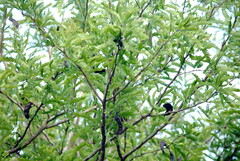 Gleditsia amorphoides