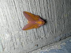 Syssphinx bisecta