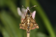 Pyropteron maroccana