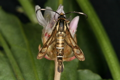 Pyropteron maroccana
