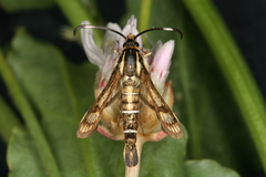 Pyropteron maroccana