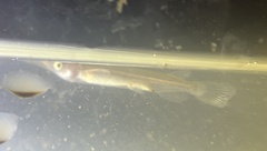 Dermogenys collettei