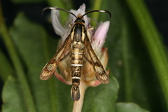 Pyropteron maroccana
