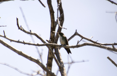 Chrysuronia leucogaster