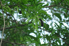 Gleditsia amorphoides
