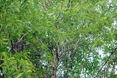 Gleditsia amorphoides