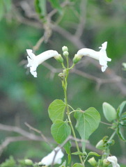 Amphilophium carolinae