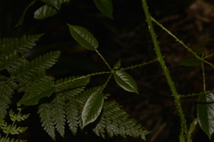 Rubus nebulosus