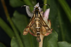 Pyropteron maroccana