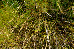 Platycaulos compressus