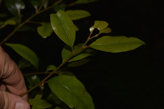 Cryptocarya nova-anglica