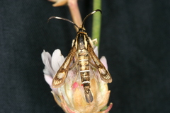 Pyropteron maroccana