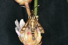Pyropteron maroccana