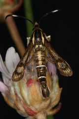 Pyropteron maroccana