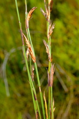 Platycaulos compressus
