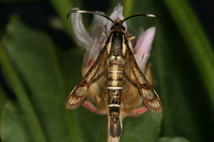 Pyropteron maroccana