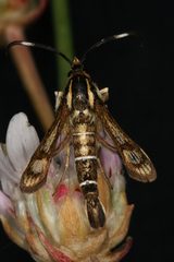 Pyropteron maroccana