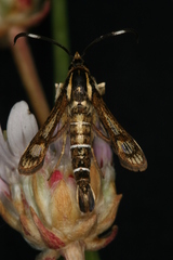 Pyropteron maroccana