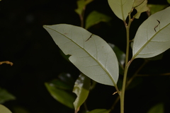 Cryptocarya nova-anglica