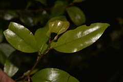 Cryptocarya nova-anglica