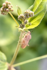 Catorhintha selector