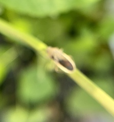 Catorhintha selector