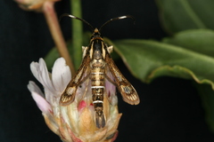 Pyropteron maroccana