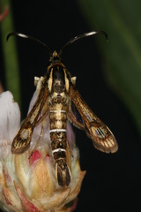 Pyropteron maroccana