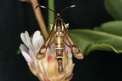 Pyropteron maroccana