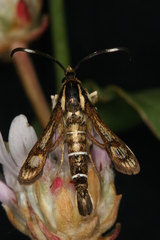 Pyropteron maroccana