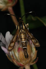Pyropteron maroccana