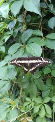 Heraclides thoas