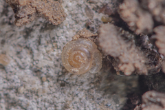 Hawaiia minuscula