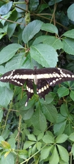 Heraclides thoas