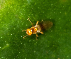 Stenomicra