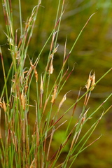 Anthochortus ecklonii