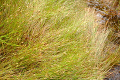 Anthochortus ecklonii