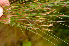 Anthochortus ecklonii