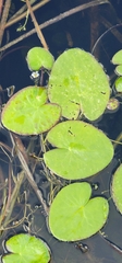 Nymphoides aquatica