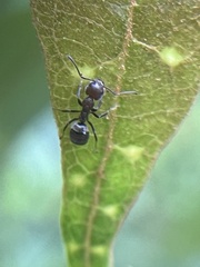 Dolichoderus thoracicus