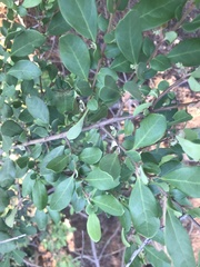 Azara integrifolia